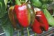 Крусадер F1 - насіння солодкого перцю, 500 шт, Syngenta 59101 фото 3