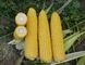 Добриня F1 - насіння кукурудзи, 25 000 шт, Lark Seeds 66230 фото 4