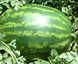 Крімсон Рубі F1 - насіння кавуна, 1000 шт, Sakata 52655 фото 2
