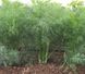 Голдкрон - семена укропа, 250 грамм, Enza Zaden 13-150 фото 1