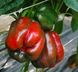 Крусадер F1 - насіння солодкого перцю, 500 шт, Syngenta 59101 фото 4