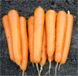 Аттіліо F1 - насіння моркви, 100 000 шт (калібр), Hazera 44509 фото 2