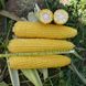 Добриня F1 - насіння кукурудзи, 25 000 шт, Lark Seeds 66230 фото 1