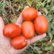 Керо F1 - насіння томата, 25 000 шт, Esasem 64291 фото 1