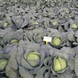 Трансам F1 - насіння капусти білокачанної, 2500 шт, Bejo 43018 фото 5