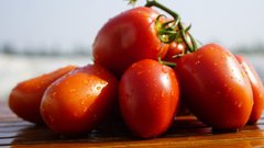 Діно F1 - насіння томата, Clause опис, фото, відгуки