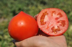 Каста (Супернова) F1 - насіння томата, Clause опис, фото, відгуки