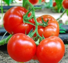 Махітос F1 - насіння томата, 1000 шт, Rijk Zwaan 43544 фото
