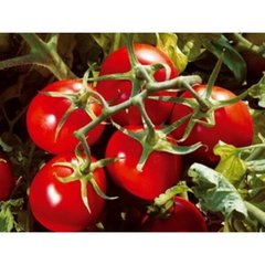 Подіум F1 - насіння томата, Esasem опис, фото, відгуки