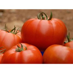 Белле F1 - насіння томата, 500 шт, Enza Zaden 05054 фото