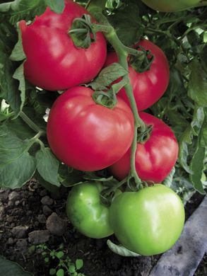 ВП-2 F1/ VP-2 F1 - насіння томата, 1000 шт, Hazera 20841 фото