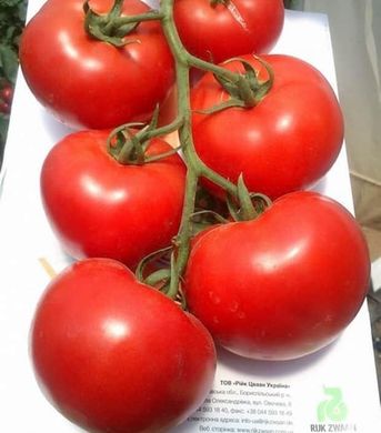 Махітос F1 - насіння томата, 1000 шт, Rijk Zwaan 43544 фото