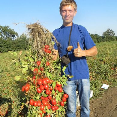 Діно F1 - насіння томата, 5000 шт, Clause 22556 фото