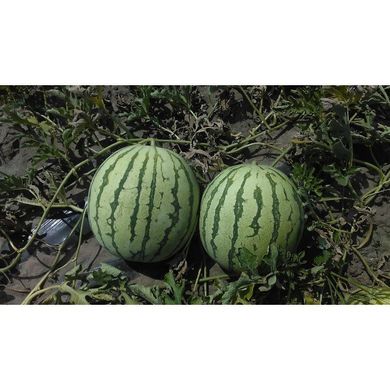 Регус F1 - семена арбуза, 1000 шт, Sakata 52659 фото