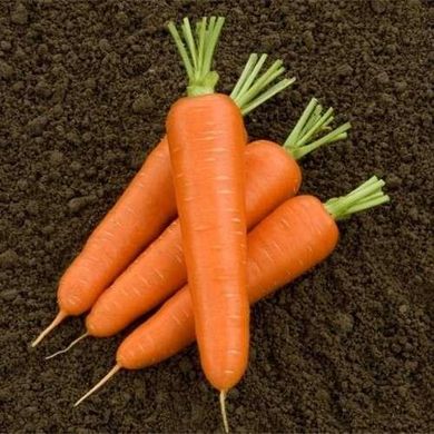 Олімпо F1 - насіння моркви, 100 000 шт (калібр.)> 2.0, Hazera 59400 фото