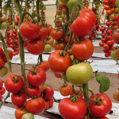 Белле F1 - насіння томата, 500 шт, Enza Zaden 05054 фото