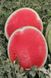 Регус F1 - насіння кавуна, 1000 шт, Sakata 52659 фото 2