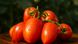 Діно F1 - насіння томата, 5000 шт, Clause 22556 фото 3