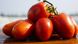Діно F1 - насіння томата, 5000 шт, Clause 22556 фото 1