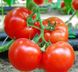 Махітос F1 - насіння томата, 1000 шт, Rijk Zwaan 43544 фото 1