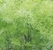 Грін Слівс - насіння кропу, 250 грам, Enza Zaden 13-160 фото 2