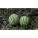 Регус F1 - семена арбуза, 1000 шт, Sakata 52659 фото 4