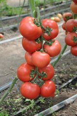 Пинк Джаз F1 - семена томата, 500 шт, Hazera 20843 фото