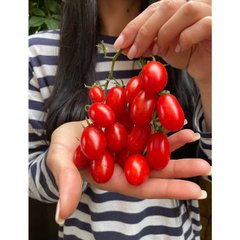 Дольчесіо F1 - насіння томата, 500 шт, Esasem 26683 фото