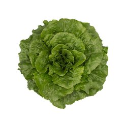 Тацитус - насіння салату, 1000 шт (драже), Rijk Zwaan 11920 фото