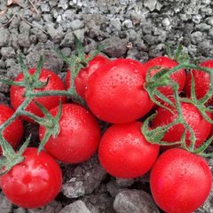 Воларе F1 - насіння томата, 1000 шт, Hazera 12200 фото