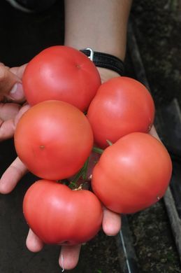 Пінк Джаз F1 - насіння томата, 500 шт, Hazera 20843 фото