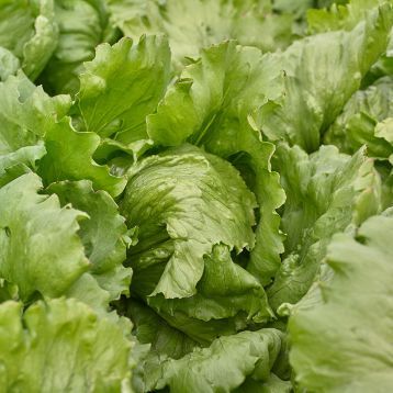 Айс Сіркл (драже) - насіння салату, 5000 шт, Syngenta 66501 фото