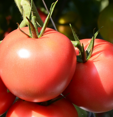 Пінк Джаз F1 - насіння томата, 500 шт, Hazera 20843 фото