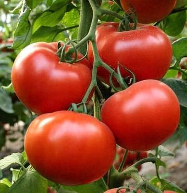 Аламіна F1 - насіння томата, 100 шт, Rijk Zwaan 97334 фото