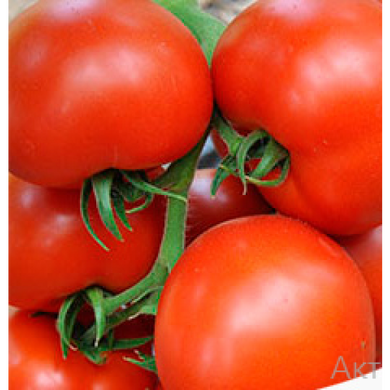 Черокі F1 - насіння томата, 1000 шт, Esasem 75632 фото
