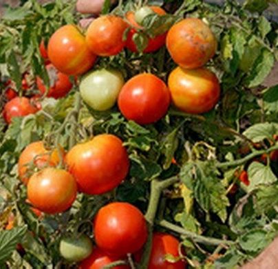 ГС 12 F1 - насіння томата, 2500 шт, Syngenta 670990139 фото
