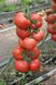 Пінк Джаз F1 - насіння томата, 500 шт, Hazera 20843 фото 1