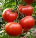 Аламіна F1 - насіння томата, 100 шт, Rijk Zwaan 97334 фото 4