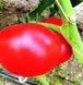 Аламіна F1 - насіння томата, 100 шт, Rijk Zwaan 97334 фото 3