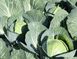 Сіркон F1 - насіння капусти, 2500 шт, Bejo 43023 фото 2
