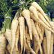 Арат - насіння петрушки кореневої, 50 г, Bejo 91101 фото 2