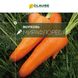 Мірафлорес F1 - насіння моркви, 500 000 шт, (1.6-2.0), Clause 96343 фото 3