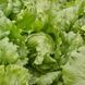 Айс Сіркл (драже) - семена салата, 5000 шт, Syngenta 66501 фото 2