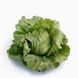Айс Сіркл (драже) - семена салата, 5000 шт, Syngenta 66501 фото 1
