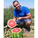 Брэндон F1 - семена арбуза, 1000 шт, Libra Seeds 72001 фото 2