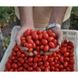 Дольчесіо F1 - насіння томата, 500 шт, Esasem 26683 фото 2