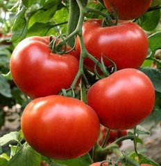 Аламіна F1 - насіння томата, 1000 шт, Rijk Zwaan 00718 фото
