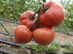 Розалба F1 - насіння томата, 1000 шт, Esasem 77592 фото