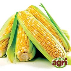 Либертон F1 - семена кукурузы, Agri Saaten описание, фото, отзывы