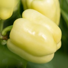Бурабелла F1 – насіння солодкого перцю, 100 шт, Rijk Zwaan 44986 фото